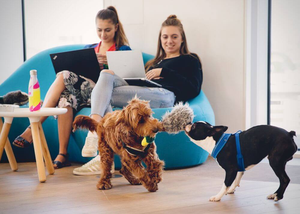 Dogs playing in office