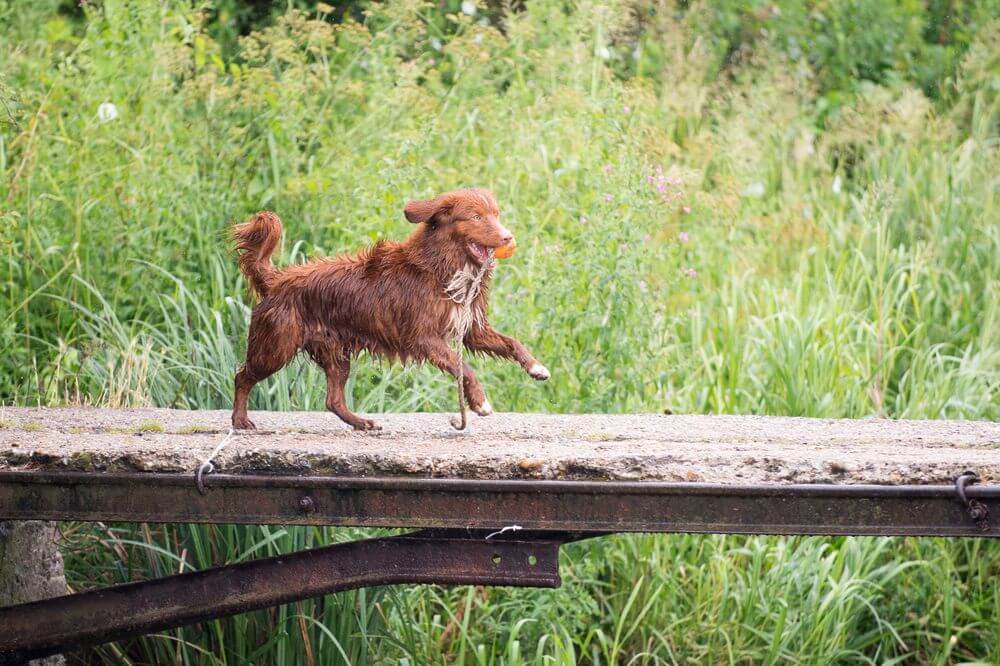 Brown dog running in field with toy