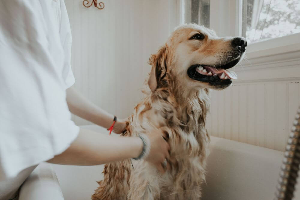 Golden Retriever Dog getting a bath