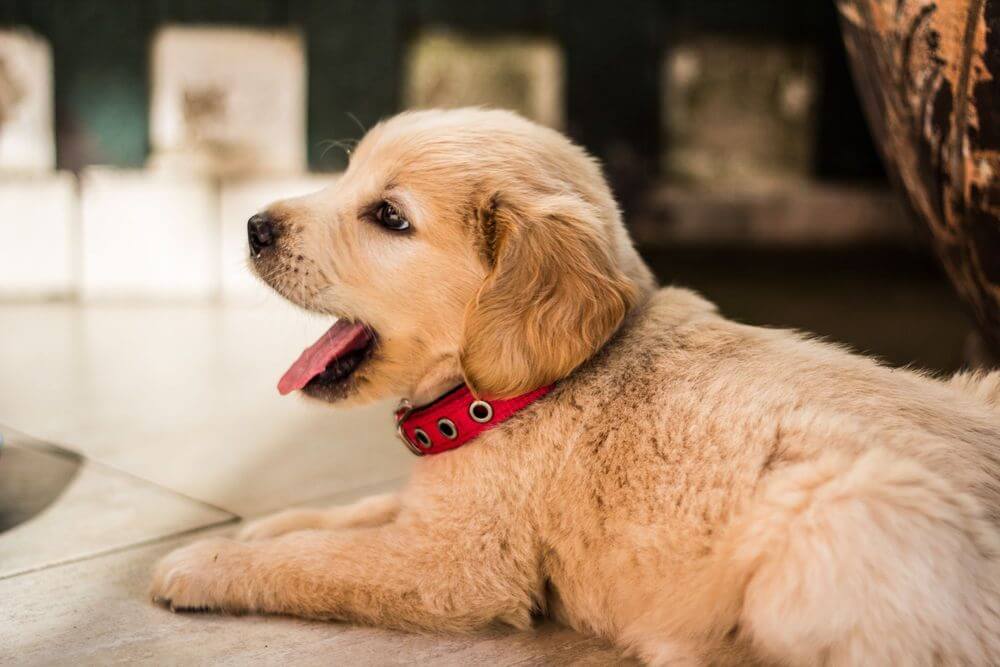 Puppy yawning with red collar