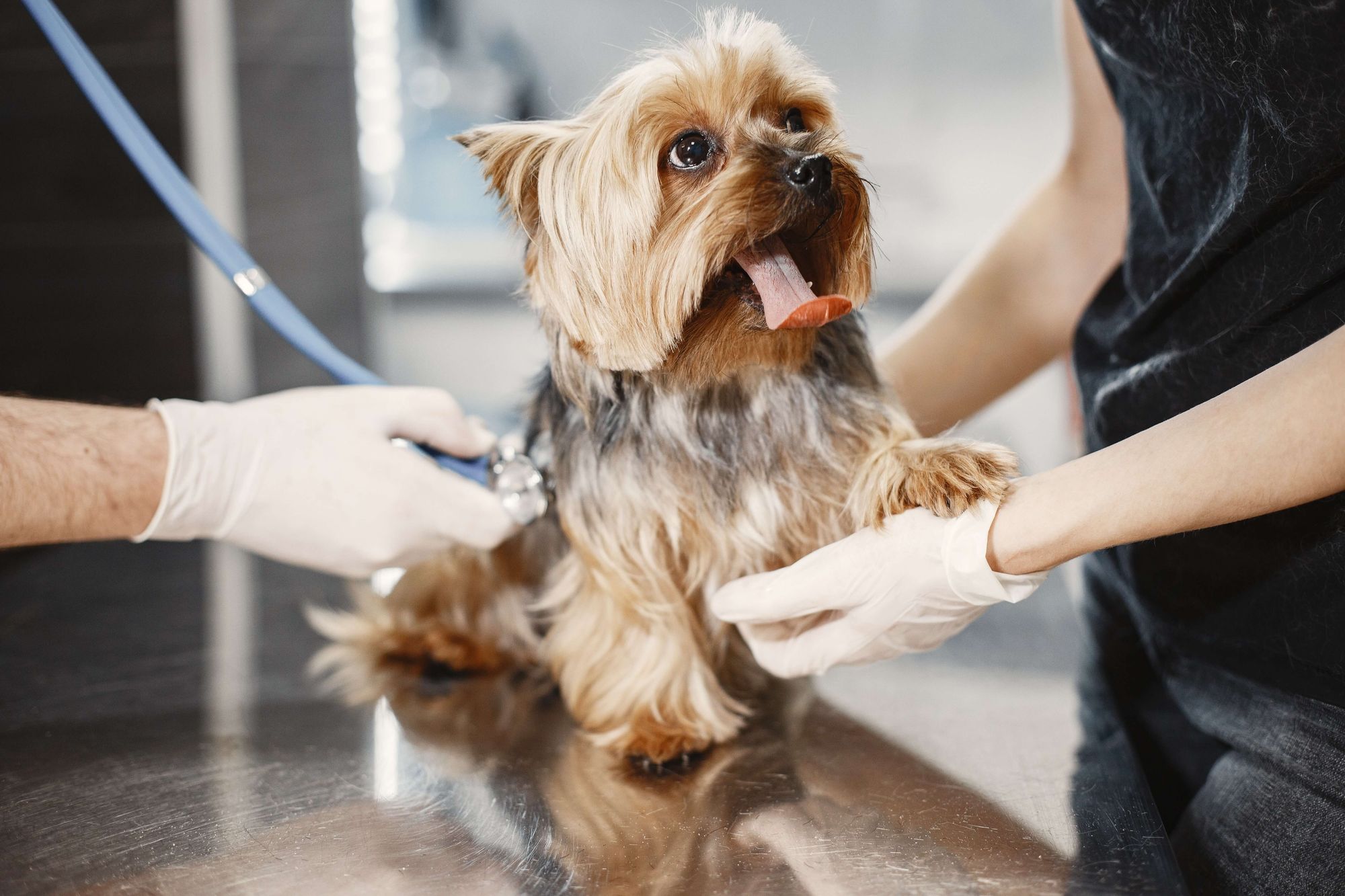 Dog at vet examination