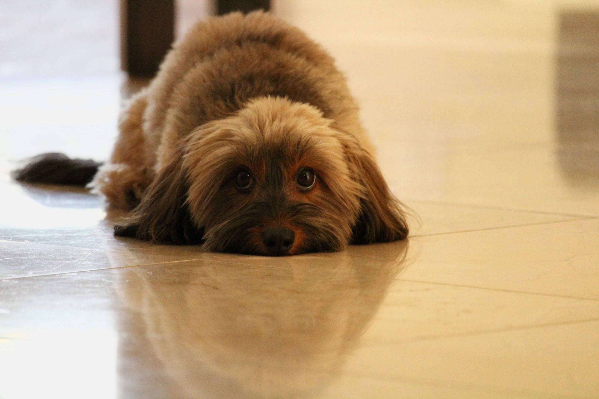 Sad dog on floor