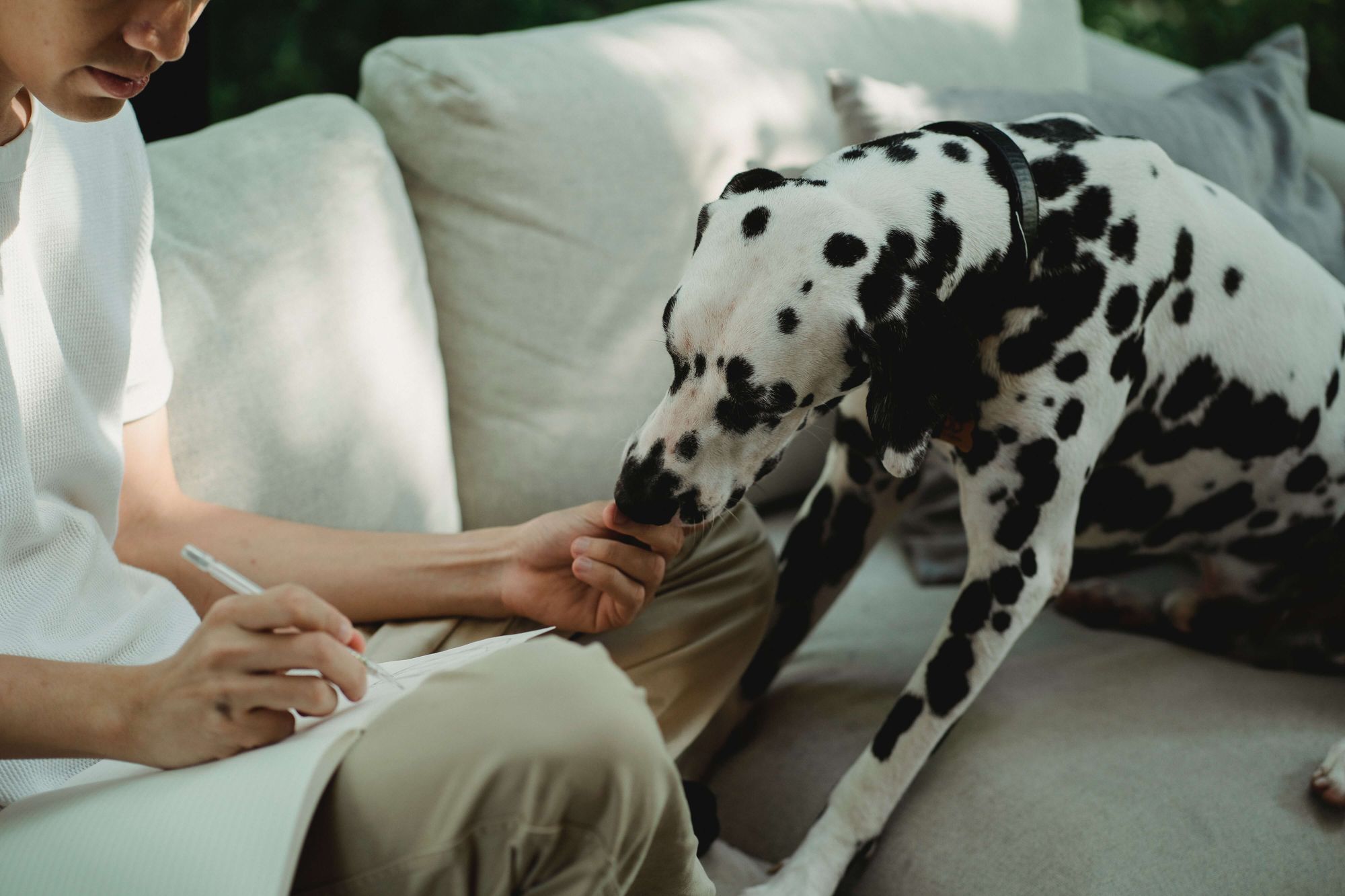 dalmatian and person writing notes