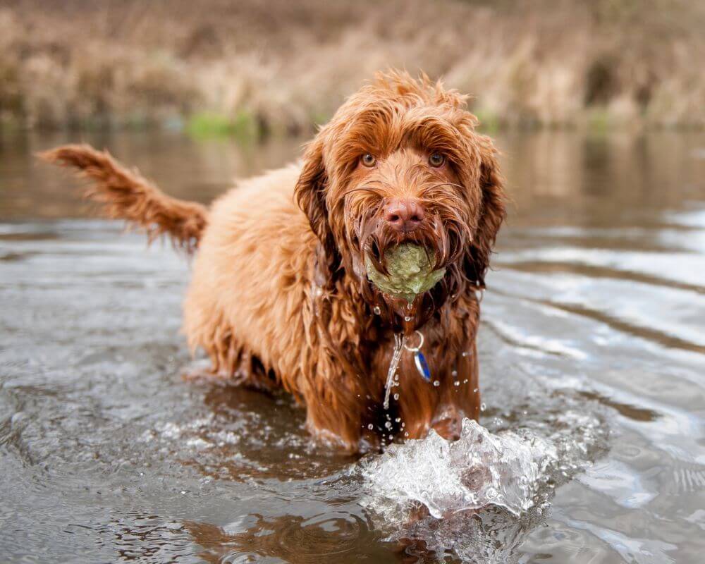 dog in water with ball