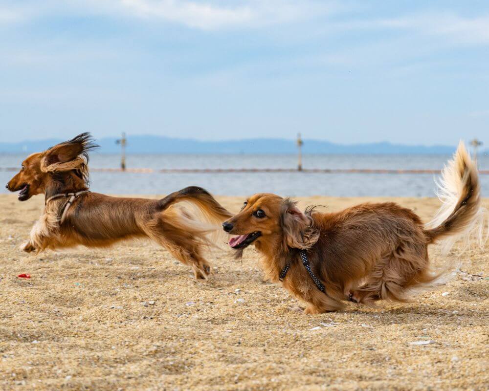 Long hair sausage dogs running on beach