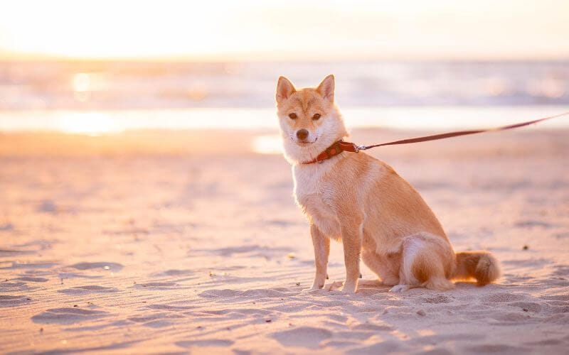 dog photography on beach