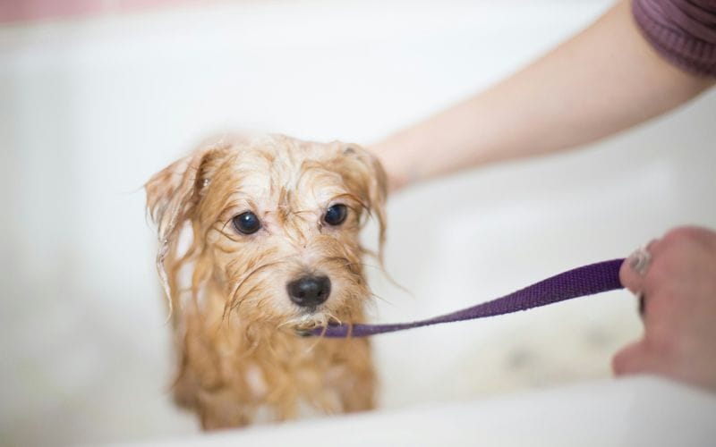 dog grooming groomer bath