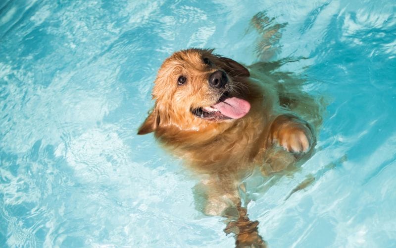 happy dog swimming in water