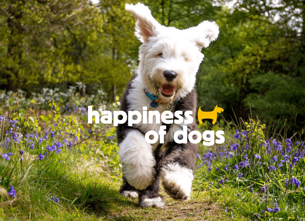 Welcome to the Happiness of Dogs community