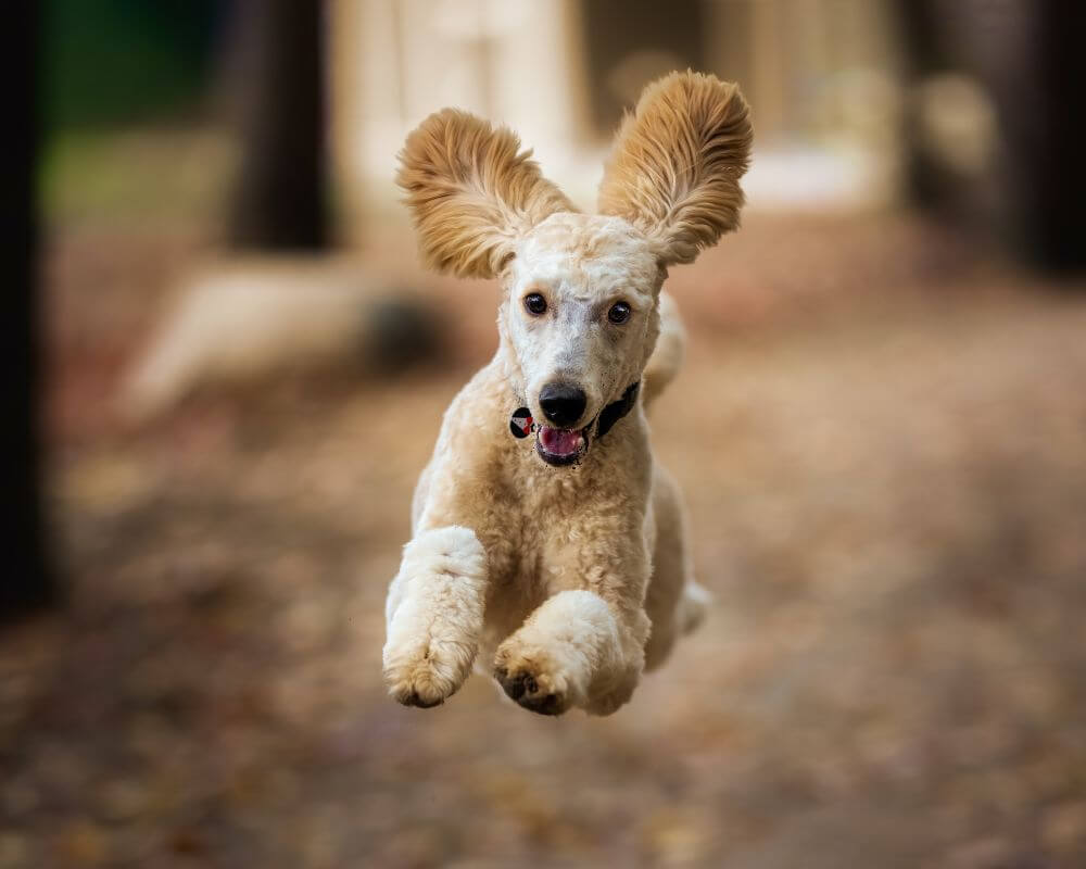 Dog running mid air by Skyler Ewing, Pexels