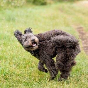 Does your dog have itchy skin or allergies?