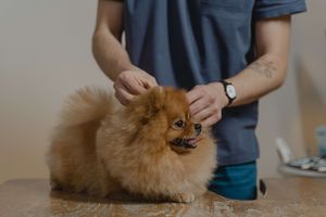 Ear Problems In Dogs: What To Know About Atopic Dermatitis