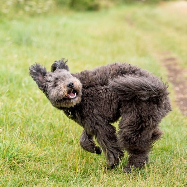 Does your dog have itchy skin or allergies?