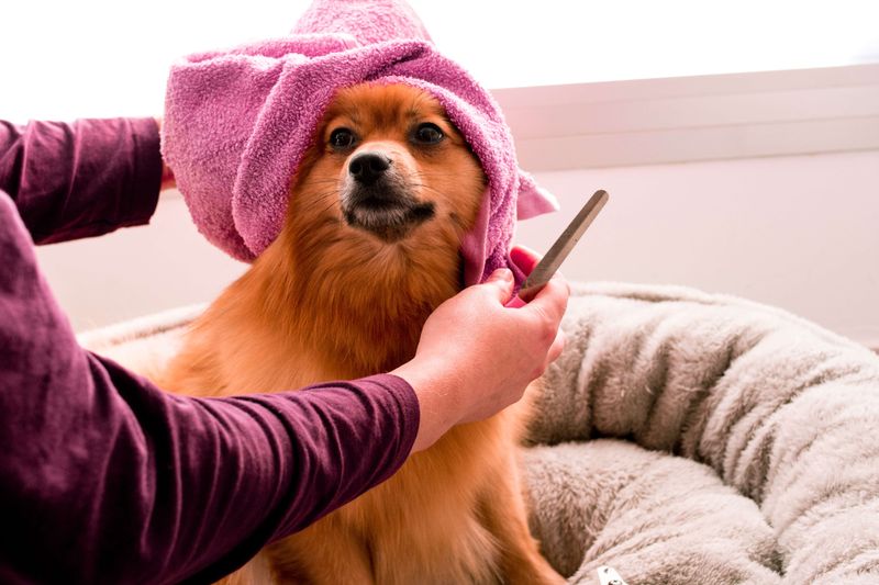 A Guide To Keeping Your Dog’s Fur Clean